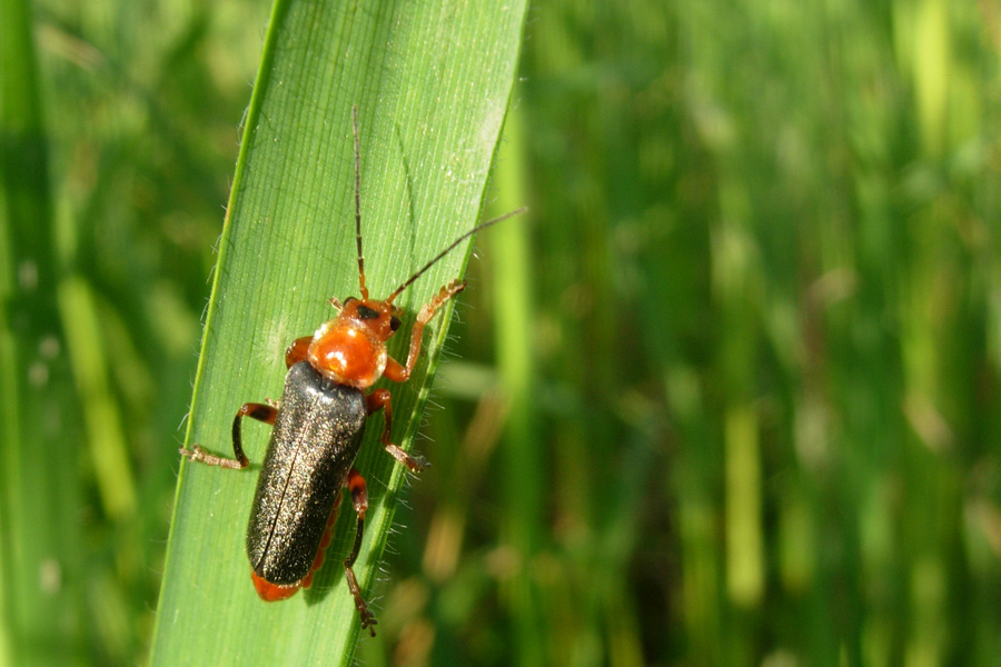 Cantharidae